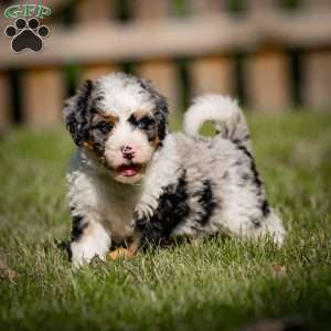 Orion, Mini Bernedoodle Puppy